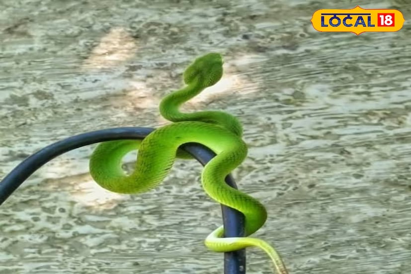 এবার সেই সমস্ত বিষহীন সাপেদের মধ্যে আতঙ্ক ছড়ালো গেছো বোড়। এই সাপের কামড়ে আতঙ্কিত সুন্দরবন এলাকার মানুষজন। এছাড়াও এই সাপ কামড় দিলে মানুষ মারা যায় এই ভুলবার্তা পৌঁছে যাচ্ছে সাধারণ মানুষের মুখে মুখে। ফলে আতঙ্ক তীব্রতর হচ্ছে। 