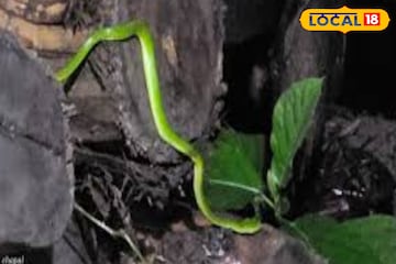 গাছের গায়ে জড়িয়ে থাকে এই সবুজ সাপ! 'গেছো বোড়া' না চিনলে আপনি শেষ...সুন্দরবন কাঁপছে ভয়ে! গাছের গায়ে জড়িয়ে থাকে এই সবুজ সাপ! 'গেছো বোড়া' না চিনলে আপনি শেষ...সুন্দরবন কাঁপছে ভয়ে!