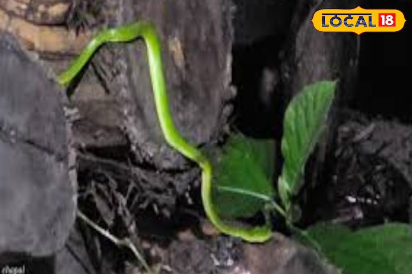 বেশ কয়েক বছরে সুন্দরবনে বেড়েছে বিভিন্ন ধরনের বিষাক্ত সাপের দেখা তার মধ্যে কালাচ, কেউটে এবং শঙ্খচূড়। এই তিন প্রকার বিষধর সাপ সাধারণত সুন্দরবন এলাকায় দেখতে পাওয়া। এছাড়াও অন্যান্য বিভিন্ন প্রজাতির বিষহীন সাপ রয়েছে।  বেশ কয়েক বছরে সুন্দরবনে বেড়েছে বিভিন্ন ধরনের বিষাক্ত সাপের দেখা তার মধ্যে কালাচ, কেউটে এবং শঙ্খচূড়। এই তিন প্রকার বিষধর সাপ সাধারণত সুন্দরবন এলাকায় দেখতে পাওয়া। এছাড়াও অন্যান্য বিভিন্ন প্রজাতির বিষহীন সাপ রয়েছে।