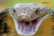 গাছের গায়ে পাকে পাকে জড়িয়ে থাকে এই সবুজ সাপ! 'গেছো বোড়া' না চিনলে আপনি শেষ...সুন্দরবন কাঁপছে ভয়ে!