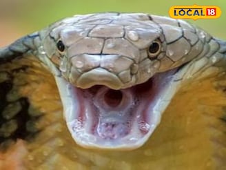 গাছের গায়ে জড়িয়ে থাকে এই সবুজ সাপ! 'গেছো বোড়া' না চিনলে আপনি শেষ...সুন্দরবন কাঁপছে ভয়ে!