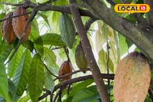 মাত্র দুই গাছেই কোকো চাষে সাফল্য, বসিরহাটে চকলেটের সুবাস, প্রতি কেজি ৮০০ টাকা!