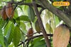মাত্র দুই গাছেই কোকো চাষে সাফল্য, বসিরহাটে চকলেটের সুবাস, প্রতি কেজি ৮০০ টাকা!