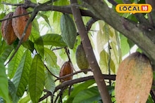 Money Making Tips: মাত্র দুই গাছেই কোকো চাষে সাফল্য, বসিরহাটে চকলেটের সুবাস, প্রতি কেজি ৮০০ টাকা!