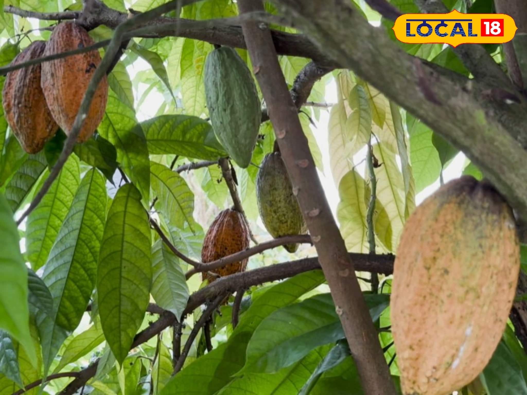 মাত্র দুই গাছেই কোকো চাষে সাফল্য, বসিরহাটে চকলেটের সুবাস, প্রতি কেজি ৮০০ টাকা!