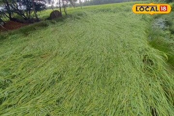 ফাঁকা কপিলমুনি মন্দির চত্বর, শুয়ে পড়েছে ধান গাছ! মন্থার দাপটে উপকূলীয় এলাকার অবস্থা দেখুন