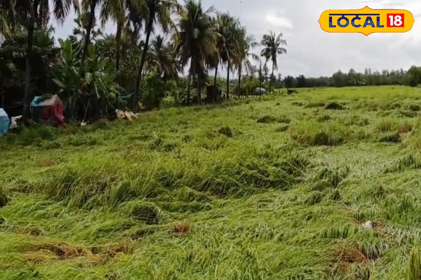 এই বৃষ্টির জেরে দক্ষিণ ২৪ পরগনা জেলার নামখানা, কাকদ্বীপ, পাথরপ্রতিমা, সাগরে দুধেশ্বর ধান চাষে ব্যাপক ক্ষতি হয়েছে। এই সময় ধানের ফুল আসে। আর তখনই ধান গাছ নষ্ট হওয়ায় চাষিদের মাথায় হাত পড়েছে।