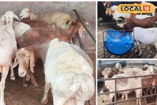 বছরে লাখ-লাখ টাকা আয়,এবার দুম্বার খামার তৈরি করে আপনিও হতে পারেন কোটিপতি