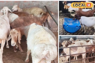 বছরে লাখ-লাখ টাকা আয়,এবার দুম্বার খামার তৈরি করে আপনিও হতে পারেন কোটিপতি