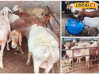 বছরে লাখ-লাখ টাকা আয়,এবার দুম্বার খামার তৈরি করে আপনিও হতে পারেন কোটিপতি