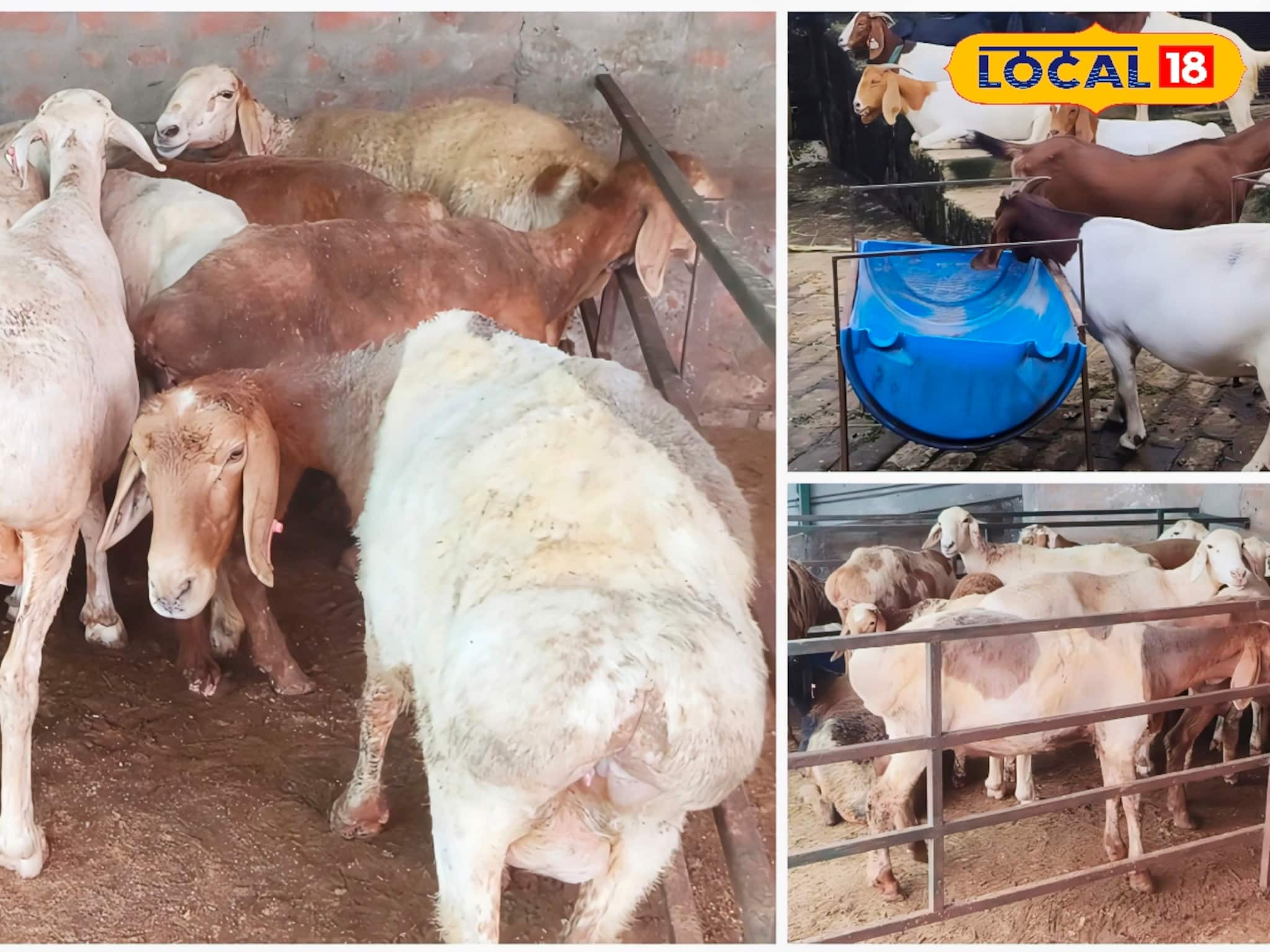 বছরে লাখ-লাখ টাকা আয়,এবার দুম্বার খামার তৈরি করে আপনিও হতে পারেন কোটিপতি