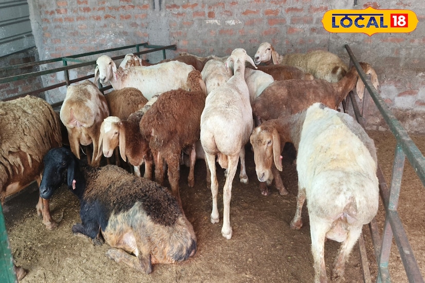 মরুভূমির দেশের দুম্বার জন্য ইতিমধ্যেই বাংলার আবহাওয়া অনুকূল হয়ে উঠেছে। পাশাপাশি দুম্বার চাহিদা রাজ্য সহ - বাংলাদেশেও বৃদ্ধি পেয়েছে। ফলে দুম্বা প্রতিপালনে মুনাফাও ভাল হচ্ছে। তাই যদি গবাদিপশু পালন,অথবা ফার্ম করার পরিকল্পনা থাকে, তবে বাড়ির পাশে বা অন্যত্র ফাঁকা জায়গায় দুম্বার খামার গড়তে তুলতে পারেন আপনিও।বাড়িতে বসেই ভাল আয় করতে পারবেন। 