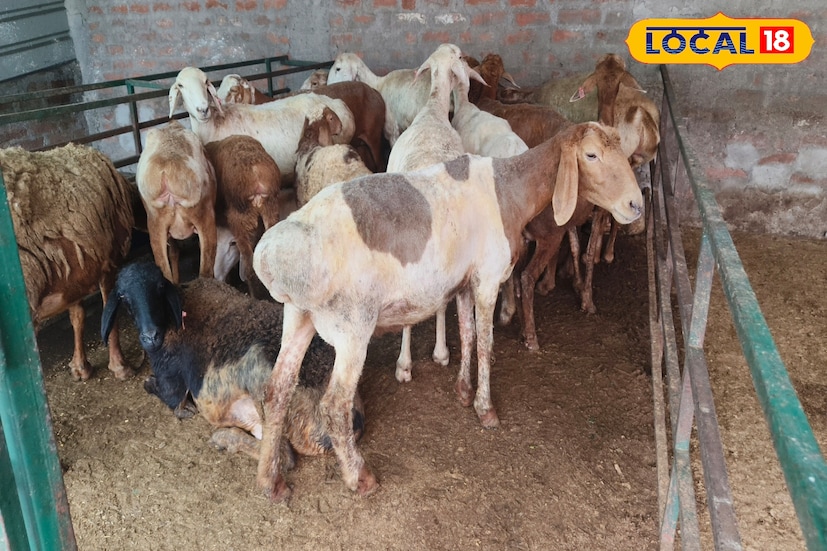 দুর্গাপুরের এক দুম্বা প্রতিপালকের কাছ থেকে জানা গেল, ছাগল ও ভেড়ার মত দুম্বাও ঘাস, কাঁঠাল পাতা খায়। এক-একটি দুম্বার ওজন এক কুইন্ট্যাল ছাড়ালে দাম মেলে দেড় থেকে দু'লক্ষ টাকা। 