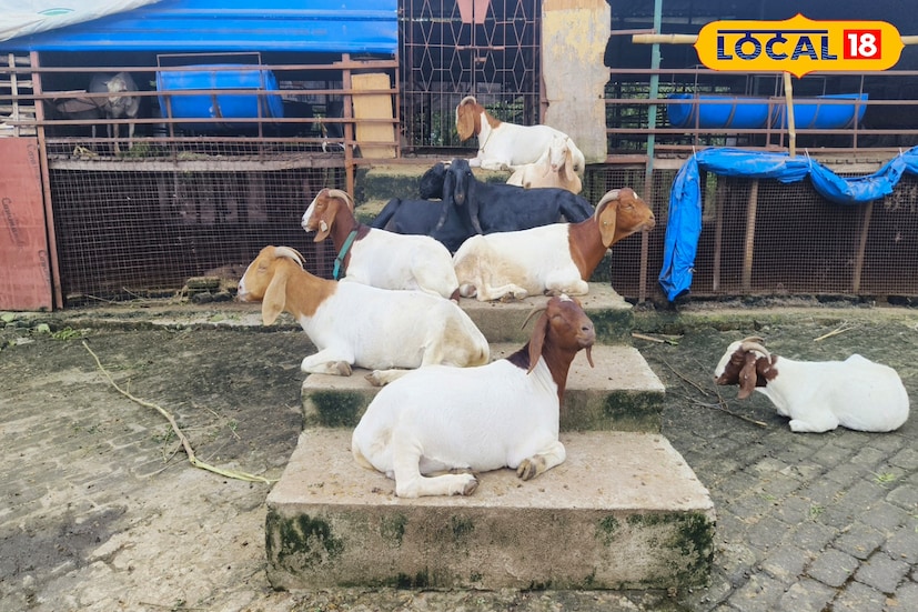  দুম্বার খামারে একই সঙ্গে ছাগল ভেড়া প্রতিপালন করা সম্ভব। দুর্গাপুর-ফরিদপুর ব্লকের ইচ্ছাপুর এলাকায় দুর্গাপুরের এক যুবক মহম্মদ তাসলিম দুম্বার খামার গড়ে সফল হয়েছেন। বর্তমানে তাঁর খামারে ৩০ টি দুম্বা প্রতিপালিত হচ্ছে। পাশাপাশি তিনি ছাগলও চাষ করছেন। 