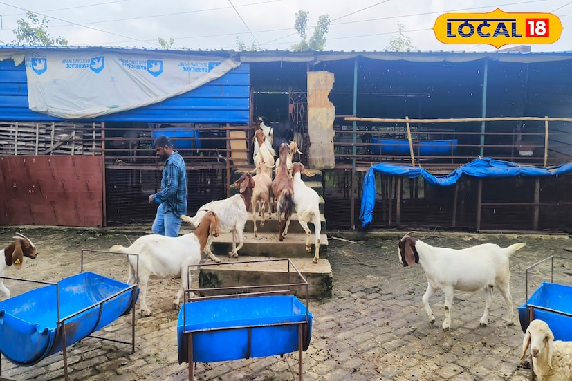 মরুভূমির প্রাণী দুম্বা এখন প্রতিপালিত হচ্ছে সবুজ-শ্যামল পশ্চিম বর্ধমান জেলার দুর্গাপুরে। তবে এই 'দুম্বা' এখনও অনেকের কাছেই অপরিচিত। 
