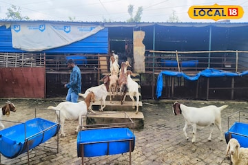 বছরে লাখ-লাখ টাকা আয়,এবার দুম্বার খামার তৈরি করে আপনিও হতে পারেন কোটিপতি বছরে লাখ-লাখ টাকা আয়,এবার দুম্বার খামার তৈরি করে আপনিও হতে পারেন কোটিপতি