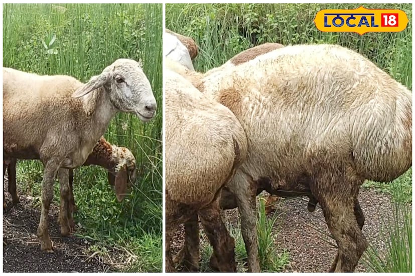 দুম্বা হল ভেড়ার মতো দেখতে চর্বিযুক্ত মোটা লেজওয়ালা একটি প্রাণী। সৌদি আরব-সহ মরুভূমির দেশ থেকে আমাদের দেশে দুম্বা এসেছে। রাজস্থান ও হরিয়ানা-সহ বেশ কয়েকটি রাজ্যে দুম্বা প্রতিপালিত হয়। বর্তমানে বাংলাতেও দুম্বা প্রতিপালিত হচ্ছে। ছাগলের মাংসের থেকে দুম্বার মাংস অনেক বেশি সুস্বাদু হওয়ায় এর চাহিদাও রয়েছে। এই মাংসের প্রতি কেজির বাজারমূল্য ২০০০ টাকা। 