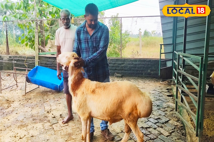 মহম্মদ তাসলিম বলেন, ২০১৯ সালে তিনি একটি ছাগলের খামার তৈরি করেছিলেন। সেখানে মহারাষ্ট্র,রাজস্থান, পঞ্জাব,হরিয়ানা থেকে নানা প্রজাতির ছাগল ও ভেড়া নিয়ে এসে প্রতিপালন শুরু করেন। এর পরে হরিয়ানা থেকে বেশ কয়েকটি দুম্বার শাবক নিয়ে আসেন তাঁর খামারে। তিনি লক্ষ্য করেন, পশ্চিমবাংলার জলবায়ুতে ধীরে ধীরে খাপ খাইয়ে নিচ্ছে দুম্বাগুলি। বংশবিস্তারও শুরু করে দেয়। দেড় বছরের মধ্যে এক-একটি দুম্বার এক কুইন্ট্যালের বেশি ওজন বৃদ্ধি পায়।