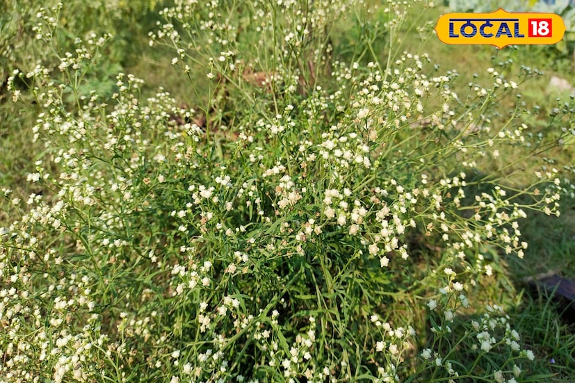 অজান্তে এই আগাছাকে রেখে দিচ্ছেন অনেকে। কিন্তু চাষ জমির শত্রু এই আগাছা ক্ষতিকারক ফসলি জমির জন্য। শুধু তাই নয় গবাদিপশু এবং মানুষের জন্য‌ও ক্ষতিকারক বিষাক্ত উপাদান যুক্ত এই আগাছা। তাই ভুল করার আগেই ছেটে ফেলুন এই আগাছা। নাহলে হতে পারে ব্যাপক ক্ষতি।