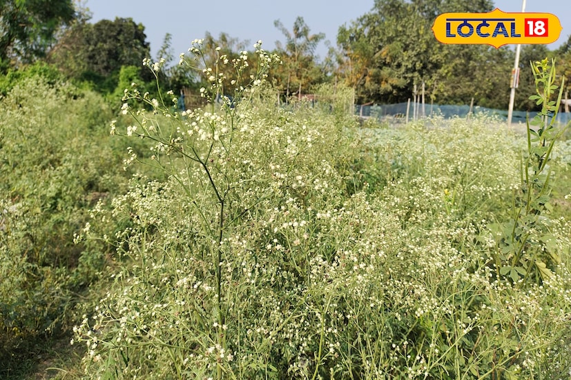 এই ক্ষতিকারক আগাছায় থাকে পার্থেনিন, করোনোপিলিন, টেট্রানিউরিস এবং অ্যামব্রোসিন। এই রাসায়নিকগুলি অ্যালার্জিক ডার্মাটাইটিস, হাঁপানি এবং ব্রঙ্কাইটিসের মতো স্বাস্থ্য সমস্যার কারণ হতে পারে। এছাড়াও, পার্থেনিয়াম হিস্টোরোফরাস প্রাণীদের জন্য বিশেষভাবে বিষাক্ত, যা মুখে ঘা এবং যকৃতে পচন সৃষ্টি করতে পারে।
