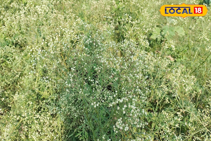 তিনি আরও জানান, 