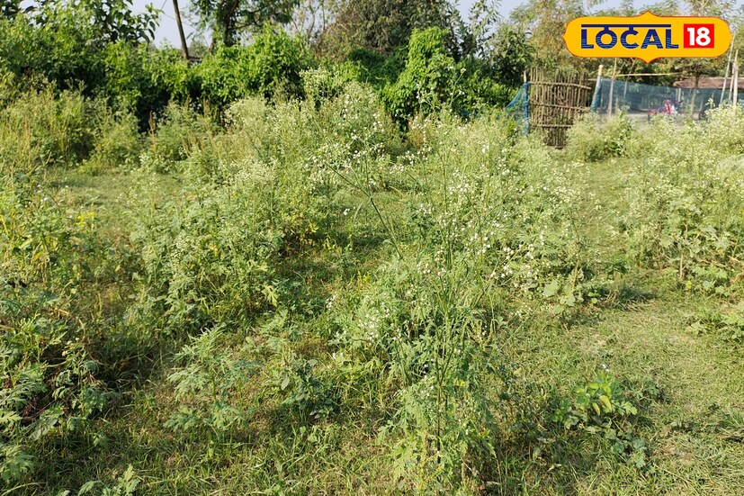 সাধারণত বাগান, ফসলি চাষ জমি এবং রাস্তাঘাটের জরাজীর্ণ এলাকায় দেখা দেয় পার্থেনিয়াম হিস্টোরোফরাস নামক ক্ষতিকারক এই আগাছা। যা নষ্ট করে ফেলে বাগানের গাছের ফলন এবং চাষ জমির ফলন। 