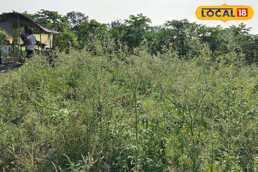 বিষাক্ত এই আগাছা থেকে বাঁচতে মালদহ জেলা কৃষি বিজ্ঞান কেন্দ্রের প্রধান বিজ্ঞানী দূশয়ান্ত কুমার রাঘব জানান, 