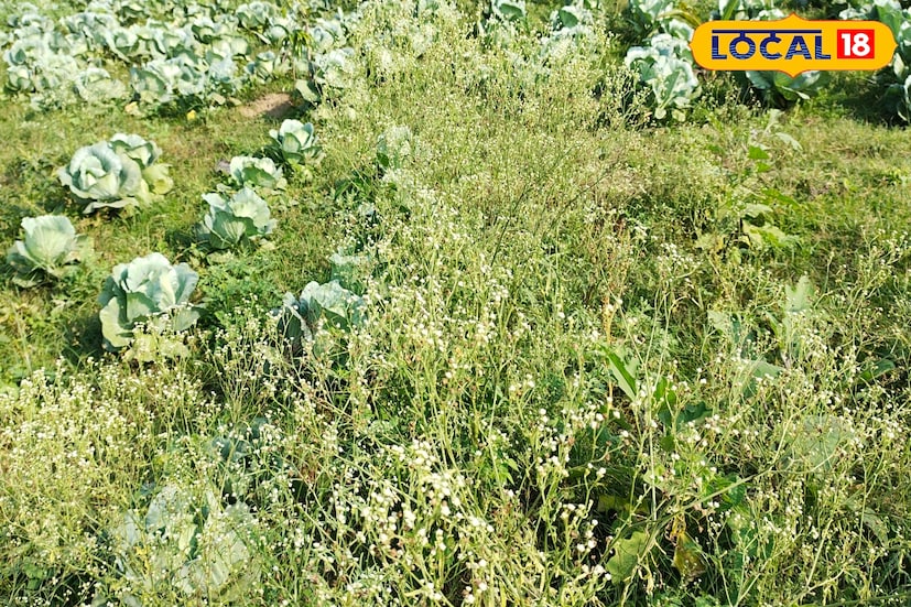 জমিতে ফলন কম হচ্ছে নাকি একেবারেই ফলন থমকে গিয়েছে। জমির আশেপাশে এই আগাছা নেই তো? তাহলে দ্রুত সাফ করে ফেলুন এই আগাছা। নাহলে হতে পারে চাষ জমির বিরাট ক্ষতি। (ছবি ও তথ্য: জিএম মোমিন) জমিতে ফলন কম হচ্ছে নাকি একেবারেই ফলন থমকে গিয়েছে। জমির আশেপাশে এই আগাছা নেই তো? তাহলে দ্রুত সাফ করে ফেলুন এই আগাছা। নাহলে হতে পারে চাষ জমির বিরাট ক্ষতি। (ছবি ও তথ্য: জিএম মোমিন)