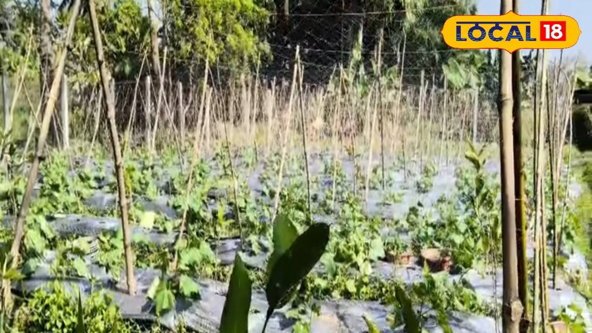 জমিতে এক সঙ্গে চার ফসল! জেলায় মাল্টিলেয়ার ফার্মিং-এ দারুণ লাভ কৃষকদের