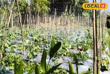 জমিতে এক সঙ্গে চার ফসল! জেলায় মাল্টিলেয়ার ফার্মিং-এ দারুণ লাভ কৃষকদের