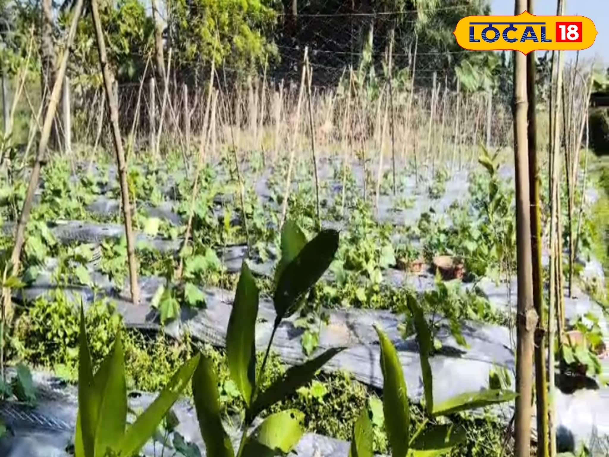 Unique Farming Idea: জমিতে এক সঙ্গে চার ফসল! জেলায় মাল্টিলেয়ার ফার্মিং-এ দারুণ লাভ কৃষকদের Unique Farming Idea: জমিতে এক সঙ্গে চার ফসল! জেলায় মাল্টিলেয়ার ফার্মিং-এ দারুণ লাভ কৃষকদের