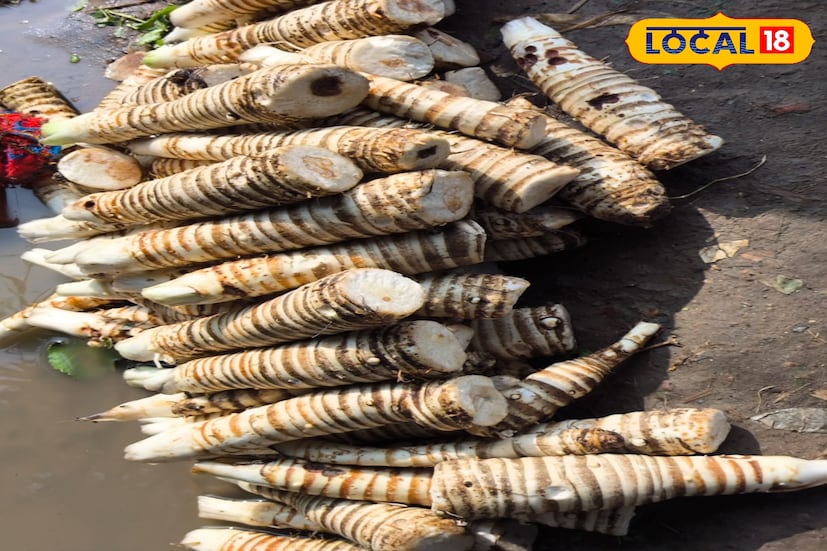 স্থানীয় ওলা বাজারে এবং দুর্গাপুর, শিয়ালদা যায় গাড়িতে করে। এক একটি গাড়িতে ৫০ থেকে ৬০ কুইন্টাল কচু থাকে। স্থানীয়রা মাছের সঙ্গে ঝোল করে এই সবজি খেয়ে থাকেন। মাঘ, ফাল্গুন মাস করে লাগানো হয় থেকে এই সবজি।