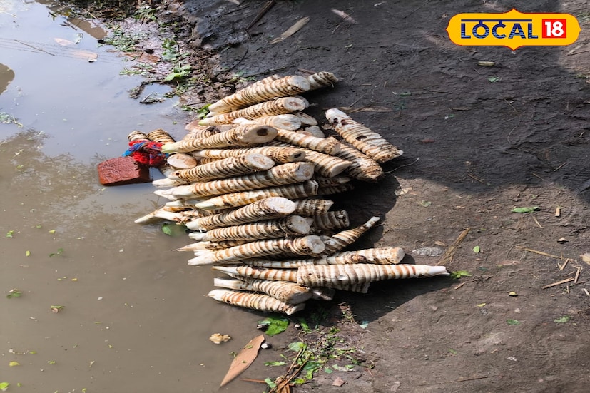 শীতের শুরুতে ফলন পাওয়া যায়। ২৫-৩০ টাকায় বিক্রি হয় কচু। যোগান থাকলে ১৫-২০ টাকায় নেমে আসে দাম। বাঁকুড়ার আনাচে কানাচে দেখা যায় নতুন নতুন শক সবজি। মাটি যতই রুক্ষ শুষ্ক হোক না কেন, চাষীরা মাথার ঘাম পায়ে ফেলে চাষ করে যান সারা বছর। 