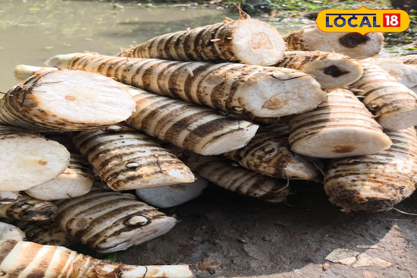 জানেন কি শীতের শুরুতে পাওয়া যায় এই অদ্ভুত সবজি? পাওয়া যায় বাঁকুড়ায়। আর এই সবজি খেতে পাগল গোটা রাজ্য। বিশেষ করে মেয়েরা। কী এই সবজি? নাম জানলে আরও অবাক হবেন, এই সবজি দিয়ে কি তৈরি হয় জানলে জিভে জল ধরে রাখতে পারবেন না। ছবি ও তথ্য নীলাঞ্জন বন্দ্যোপাধ্যায়। জানেন কি শীতের শুরুতে পাওয়া যায় এই অদ্ভুত সবজি? পাওয়া যায় বাঁকুড়ায়। আর এই সবজি খেতে পাগল গোটা রাজ্য। বিশেষ করে মেয়েরা। কী এই সবজি? নাম জানলে আরও অবাক হবেন, এই সবজি দিয়ে কি তৈরি হয় জানলে জিভে জল ধরে রাখতে পারবেন না। ছবি ও তথ্য নীলাঞ্জন বন্দ্যোপাধ্যায়।