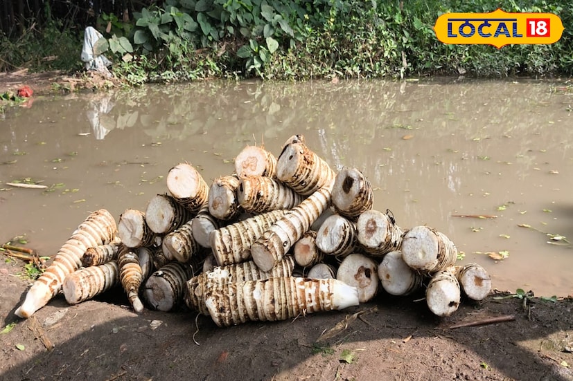 শিয়ালদা,দমদম কিংবা হাওড়া! ট্রেনে যারা যাতায়াত করেন তাঁরা কমবেশি প্রত্যেকে চিপস খেয়েছেন। আলুর চিপ ছাড়া যে চিপসগুলো পাওয়া যায়, তার অধিকাংশই তৈরি হয় কচু দিয়ে। বাঁকুড়ার সারো কচু দিয়ে। মাটির তলায় উদপাদন হয় এই সবজি। বাঁকুড়া থেকে কুইন্টাল কুইন্টাল পাড়ি দেয় আসানসোল-শিয়ালদা। সেখানকার আঞ্চলিক কারখানায় প্রসেসিং হয়ে তৈরি হয় চিপস। 