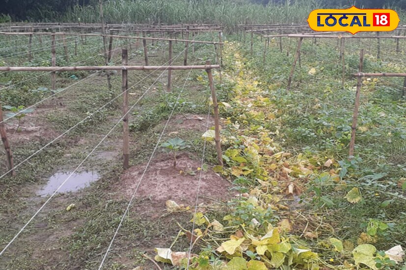 ঘূর্ণিঝড় ‘মন্থা’র প্রভাবে মঙ্গলবার দুপুর থেকেই পূর্ব মেদিনীপুরের উপকূলবর্তী দিঘা, কাঁথি, এগরা ও পটাশপুরে বৃষ্টি শুরু হয়েছিল। মঙ্গলবার বৃষ্টিপাত তুলনামূলকভাবে কম থাকলেও বুধবার টানা বৃষ্টিতে চিন্তায় পড়েন কৃষকেরা। উপকূলীয় এলাকার সবজি উৎপাদন এলাকা এগরা ও পটাশপুরের সবজি চাষিদের আশঙ্কা, ভারী বৃষ্টির জেরে তাঁদের শীতকালীন সবজি চাষ ক্ষতিগ্রস্ত হয়েছে। (ছবি ও তথ্যঃ মদন মাইতি)