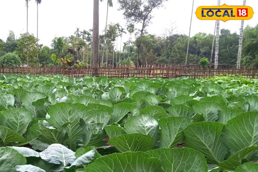 ঘূর্ণিঝড় মন্থা সরাসরি বাংলায় আছড়ে না পড়লেও এর পরোক্ষ প্রভাবে বুধবার সকাল থেকেই পূর্ব মেদিনীপুর জেলাজুড়ে প্রবল বৃষ্টি ও ঝোড়ো হাওয়া শুরু হয়। এই অবস্থায় বিপাকে পড়েছেন উপকূলীয় এলাকার সবজি চাষিরা। দুর্যোগ কাটিয়ে পটাশপুর দু’নম্বর ও এগরা এলাকার কৃষকেরা ফুলকপি, বাঁধাকপি, ধনেপাতা, টমেটোর মতো শীতকালীন সবজি চাষে ব্যস্ত হয়ে পড়েছিলেন। কিন্তু হঠাৎ ঘূর্ণিঝড়ের বৃষ্টিতে তাঁদের কপালে চিন্তার ভাঁজ।