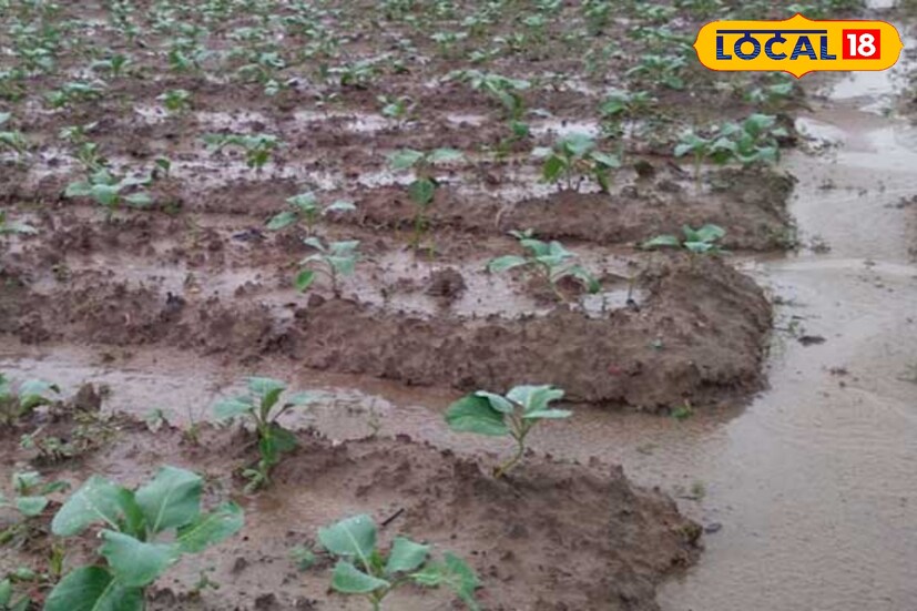 চাষিদের আশঙ্কা, টানা বৃষ্টিতে মাটিতে জল জমে থাকলে গাছের শিকড় ও গোড়া পচে যেতে পারে। দীর্ঘক্ষণ ভিজে থাকার ফলে গাছের পাতার ক্লোরোফিল নষ্ট হয়ে পাতা পচনের আশঙ্কা রয়েছে। বিশেষ করে ফুলকপি ও বাঁধাকপি চাষে ছত্রাকের সংক্রমণ ঘটতে পারে বলে ধারণা। কৃষকদের দাবি, এই অবস্থায় ফসলের উৎপাদন উল্লেখযোগ্যভাবে কমে গেলে বাজারে সবজির যোগানেও প্রভাব পড়তে পারে।