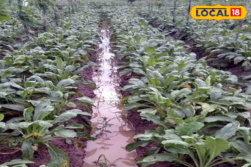 জেলা উদ্যানপালন দফতরের তথ্য অনুযায়ী, পূর্ব মেদিনীপুরে প্রতি বছর ৩৪.৪৬ হাজার মেট্রিক টন ফুলকপি, ৩৪.৩৮ হাজার মেট্রিক টন বাঁধাকপি, ২০.৭২ হাজার মেট্রিক টন টমেটো, ১৯.৩২ হাজার মেট্রিক টন মুলো, ৪.৮৩ হাজার মেট্রিক টন বিনস এবং ১০.১৯ হাজার মেট্রিক টন গাজর উৎপাদন হয়। তবে এবার টানা বৃষ্টির কারণে এই উৎপাদনে বড়সড় ধাক্কা লাগতে পারে বলে আশঙ্কা করছেন কৃষকেরা।