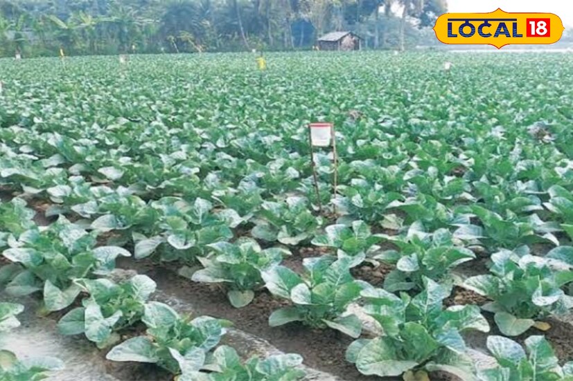 এই পরিস্থিতিতে পশ্চিমবঙ্গ সরকারের কৃষক সম্মান প্রাপ্ত এগরার কৃষি বিশেষজ্ঞ মাদল পাল বলেন, “ভারী বৃষ্টির হাত থেকে শীতকালীন সবজি চাষকে বাঁচাতে হলে প্রথমে জমির নিকাশ ব্যবস্থা ঠিক করতে হবে। বৃষ্টির পরপরই ছত্রাকনাশক স্প্রে করা জরুরি। এছাড়া জমিতে জৈব সার প্রয়োগ করলে মাটির গুণমান বজায় থাকে ও শিকড় পচন রোধ হয়। এই ব্যবস্থা নিলে ক্ষতির পরিমাণ অনেকটাই কমানো সম্ভব এবং গাছ নতুন করে বেড়ে ওঠার সুযোগ পায়।” (ছবি ও তথ্যঃ মদন মাইতি)