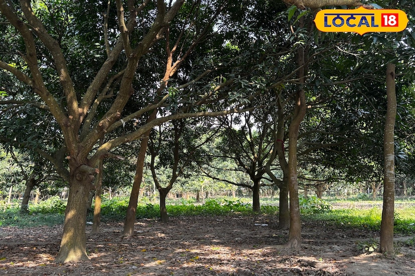 চুপির সবচেয়ে বড় আকর্ষণ হল এখানকার বিশাল আমবাগান। শীতের সকালে এই আমবাগানের মধ্যে বসে দল বেঁধে পিকনিক করার মজাই আলাদা। পর্যাপ্ত জায়গা ও পরিষ্কার-পরিচ্ছন্ন পরিবেশের কারণে এখানে একসঙ্গে বহু মানুষ সহজেই পিকনিকের আয়োজন করতে পারেন।তথ্য ও ছবি: বনোয়ারীলাল চৌধুরী