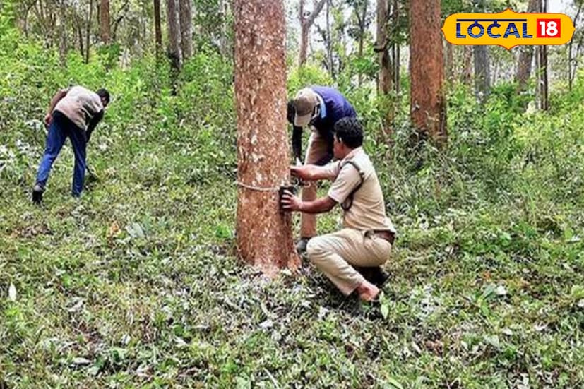 বন বিভাগের তত্ত্বাবধানে থাকা সজনেখালি বন্যপ্রাণী এটি সুন্দরবনের একটি বিখ্যাত পর্যটন কেন্দ্র এবং প্রধান প্রবেশদ্বার। এখানে রয়্যাল বেঙ্গল টাইগার ও বিভিন্ন জলচর পাখির দেখা মেলে। লোথিয়ান দ্বীপ একটি সংরক্ষিত বনাঞ্চল যা বিভিন্ন সামুদ্রিক প্রাণীর বাসস্থান। ভগবতপুর কুমির প্রকল্প লবণাক্ত জলের কুমির সংরক্ষণের একটি গুরুত্বপূর্ণ প্রকল্প।
