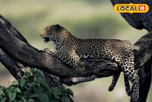 Leopard: রাত বাড়তেই ঘুরছিল চিতাবাঘ! খাঁচা পাততেই তাজ্জব বনে গেলেন সকলে