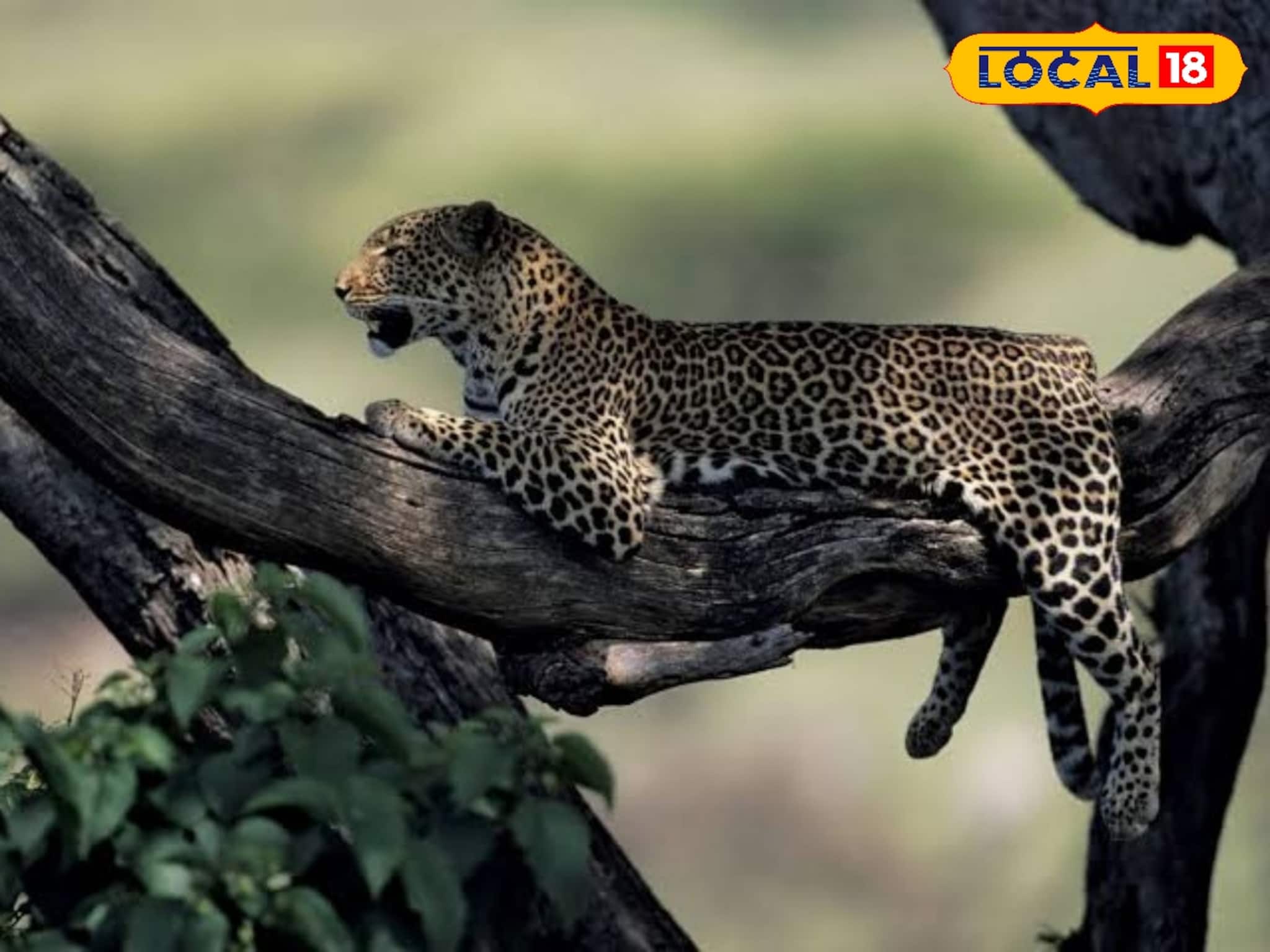 Leopard: রাত বাড়তেই ঘুরছিল চিতাবাঘ! খাঁচা পাততেই তাজ্জব বনে গেলেন সকলে