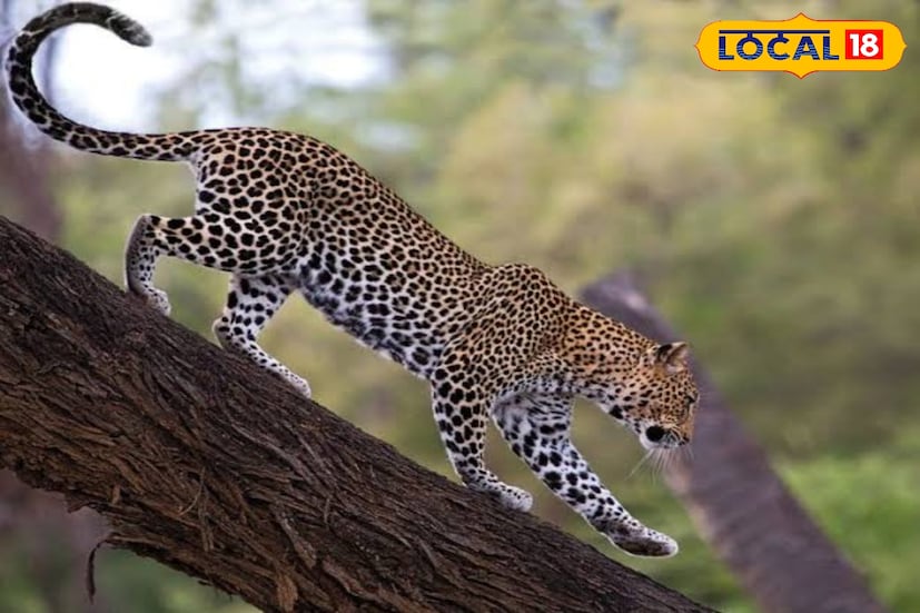 ফালাকাটা, অনন্যা দে: বাড়ির সামনে পরশু রাতে এক চিতাবাঘকে ঘুরে বেড়াতে দেখেছিল এক গৃহস্থ। এরপরেই জলদাপাড়া বন বিভাগে খবর দেন তিনি। গতকাল সন্ধ্যায় খাঁচা পাতেন বন কর্মীরা। তিন ঘণ্টা পর কেল্লাফতে, খাঁচাবন্দী হল চিতাবাঘ। ফালাকাটা, অনন্যা দে: বাড়ির সামনে পরশু রাতে এক চিতাবাঘকে ঘুরে বেড়াতে দেখেছিল এক গৃহস্থ। এরপরেই জলদাপাড়া বন বিভাগে খবর দেন তিনি। গতকাল সন্ধ্যায় খাঁচা পাতেন বন কর্মীরা। তিন ঘণ্টা পর কেল্লাফতে, খাঁচাবন্দী হল চিতাবাঘ।