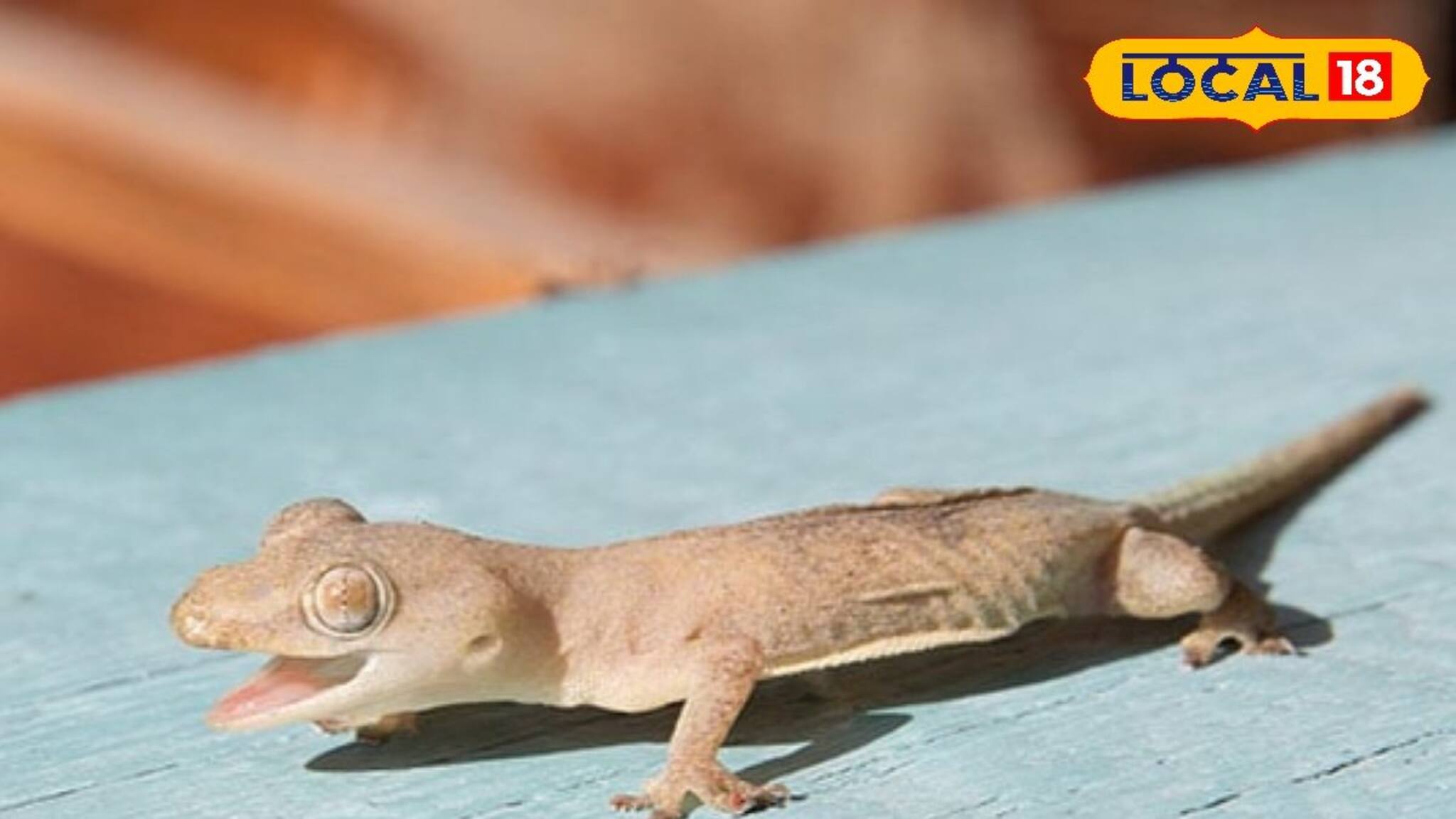 টিকটিকি কেন টিকটিক শব্দ করে? জ্যোতিষশাস্ত্র মতে শুভ-অশুভ ফল কী? জানুন বিজ্ঞান কী বলছে!