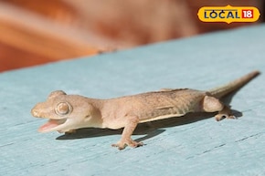 টিকটিকি কেন টিকটিক শব্দ করে? জ্যোতিষশাস্ত্র মতে শুভ-অশুভ ফল কী? জানুন বিজ্ঞান কী বলছে!