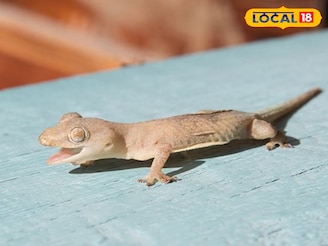 টিকটিকি কেন টিকটিক শব্দ করে? জ্যোতিষশাস্ত্র মতে শুভ-অশুভ ফল কী? জানুন বিজ্ঞান কী বলছে!