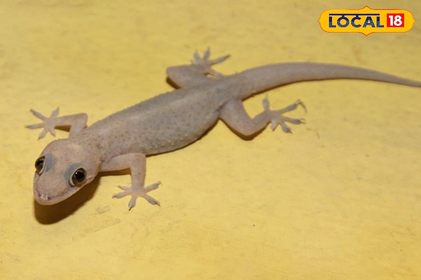 বাড়িতে অফিসে দেখা যায় টিকটিকি। টিকটিক শব্দ শুনলেই চমকে ওঠেন অনেকেই। টিকটিকি দেখে বহু জন নাক সিঁটকোলেও, টিকটিকির টিকটিক ডাকের ভক্ত কিন্তু অনেকেই।