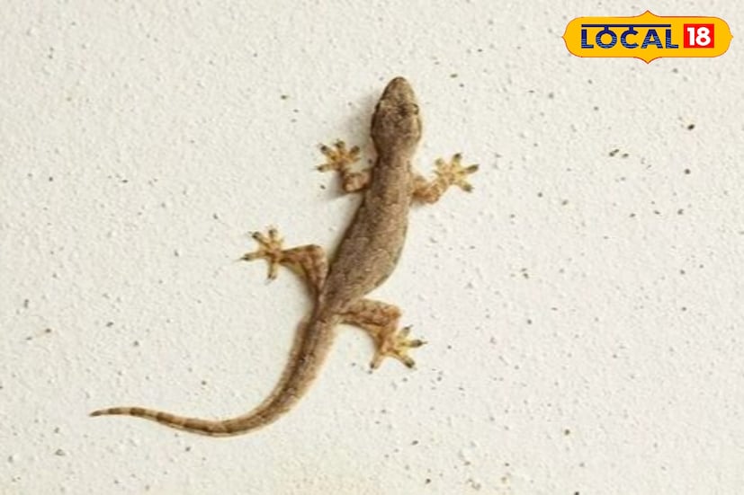 ধরুন জোরদার তর্কাতর্কি চলছে, এর মাঝে দেওয়ালে গা এলিয়ে পড়ে থাকা টিকটিকটি হঠাৎ টিকটিক করে ডেকে উঠল। ব্যস! যে পক্ষের কথায় টিকটিক করল, বল তাঁর কোর্টে চলে গেল। 